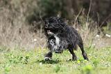 PETIT CHIEN LION 270